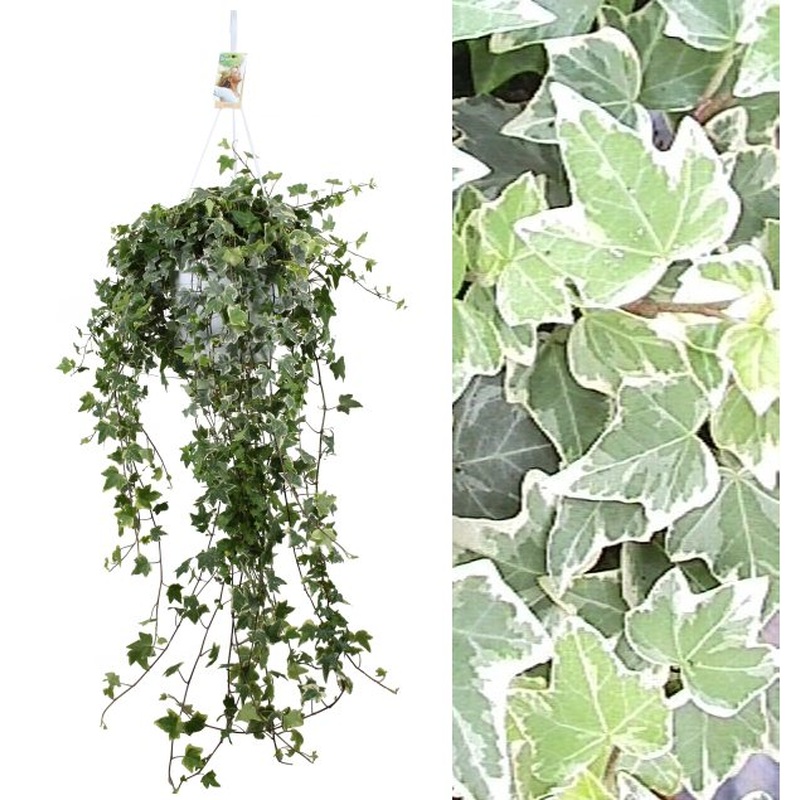 Hedera hel. Eva hangpot