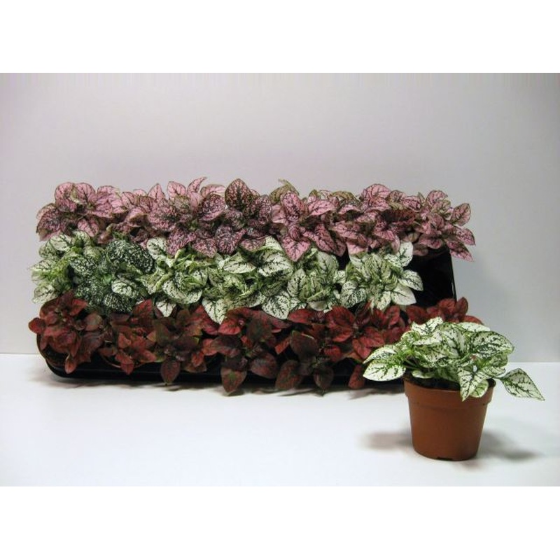 Hypoestes mix  P8.5