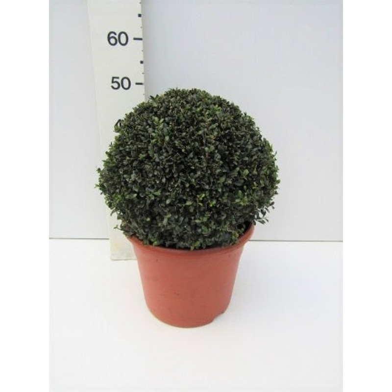 Ilex crenata Stokes  40 CM BALL C12