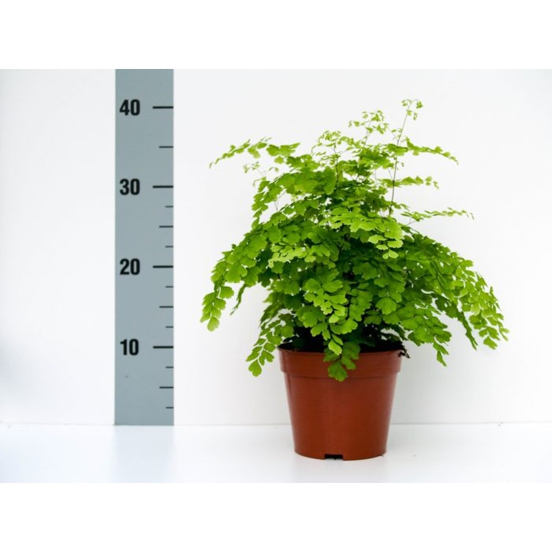 Maidenhair Fern Adiantum raddianum Fragans (14cm Pot)