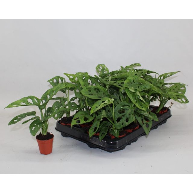 Monstera obliqua  P 5.5