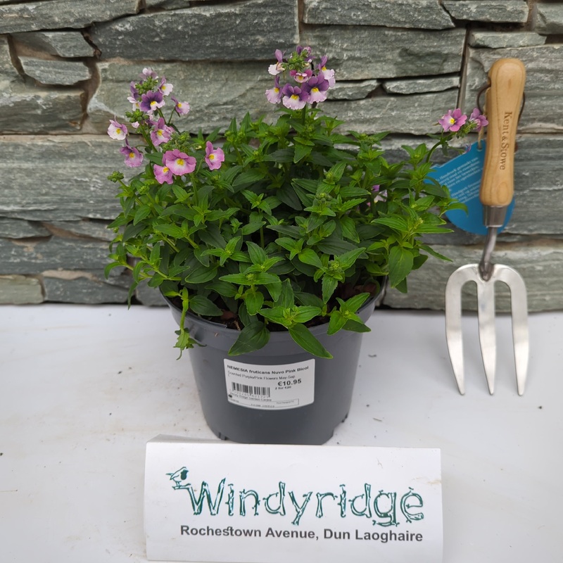 NEMESIA fruticans Nuvo Pink Bicolour Imp