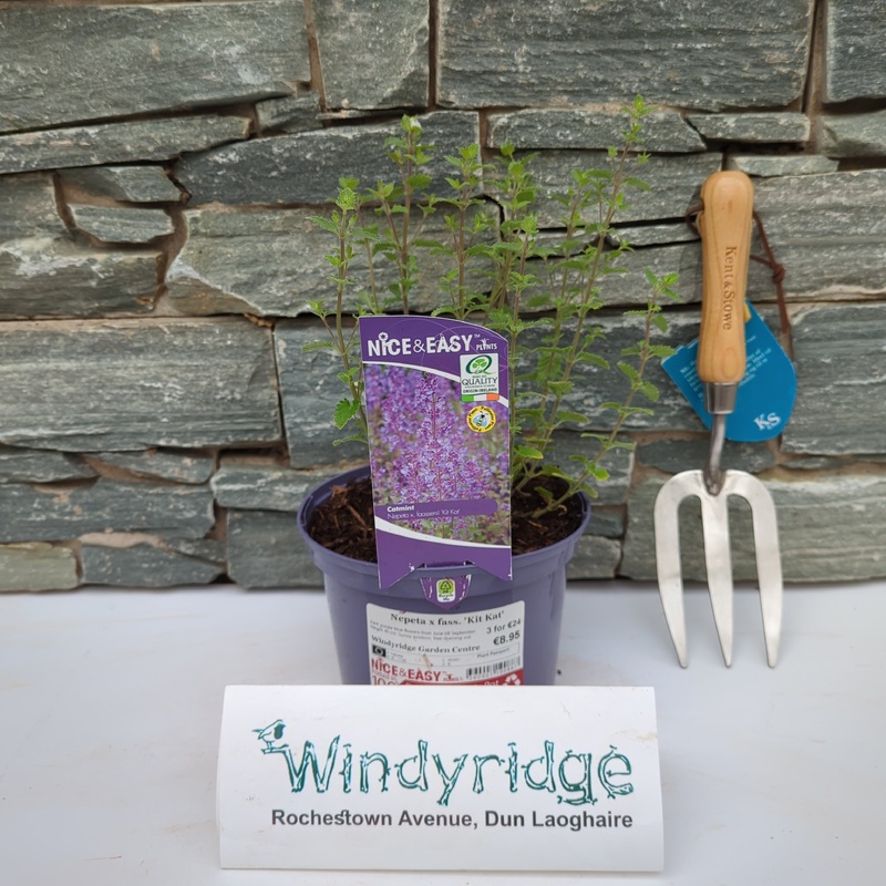 Nepeta x fass. Kit Kat