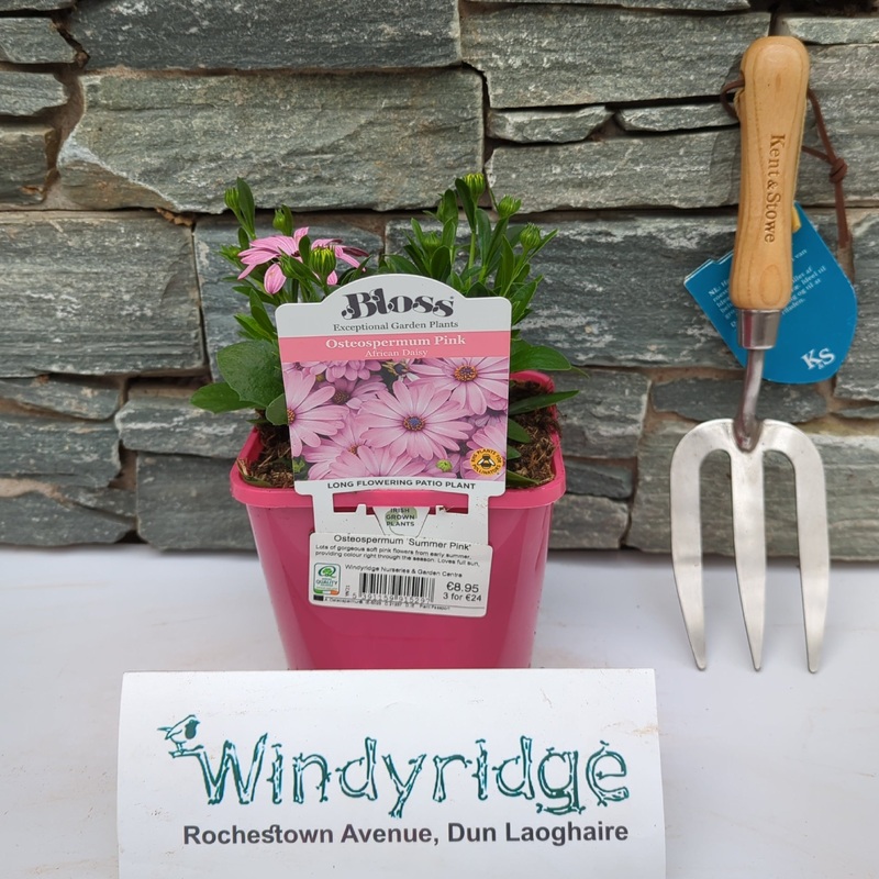 Osteospermum Summer Pink