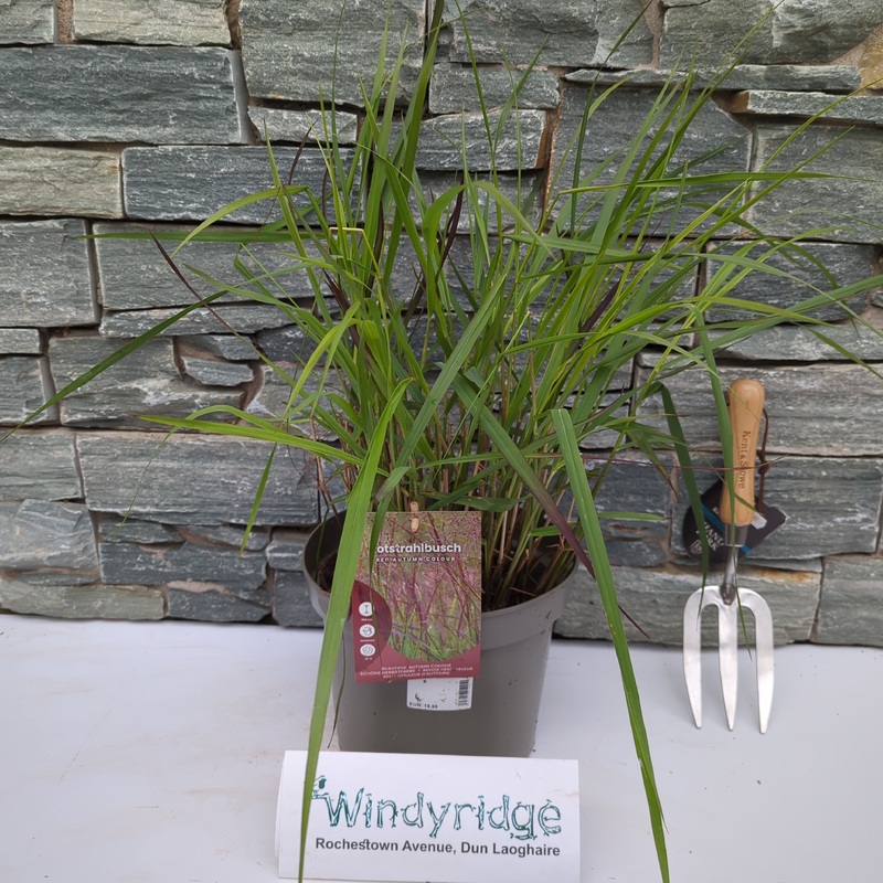 Panicum virgatum Rotstrahlbusch