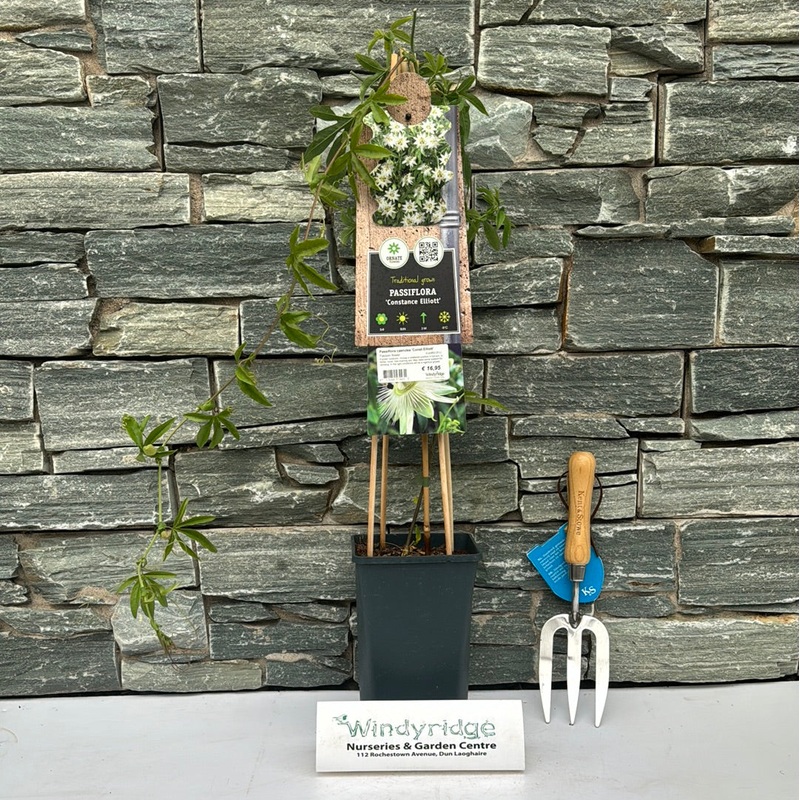 Passiflora caerulea Const. Elliott 2.25 Ltr Pot (Passionflower)