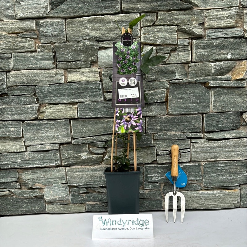 Passiflora Damsels Delight  Spot225 L