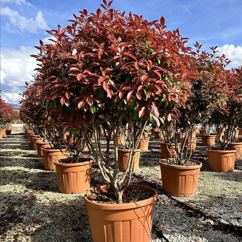 PHOTINIA SERR. RED ROBIN CIOTOLA 70 CLT 90 H 150 CM     PARACADUTE