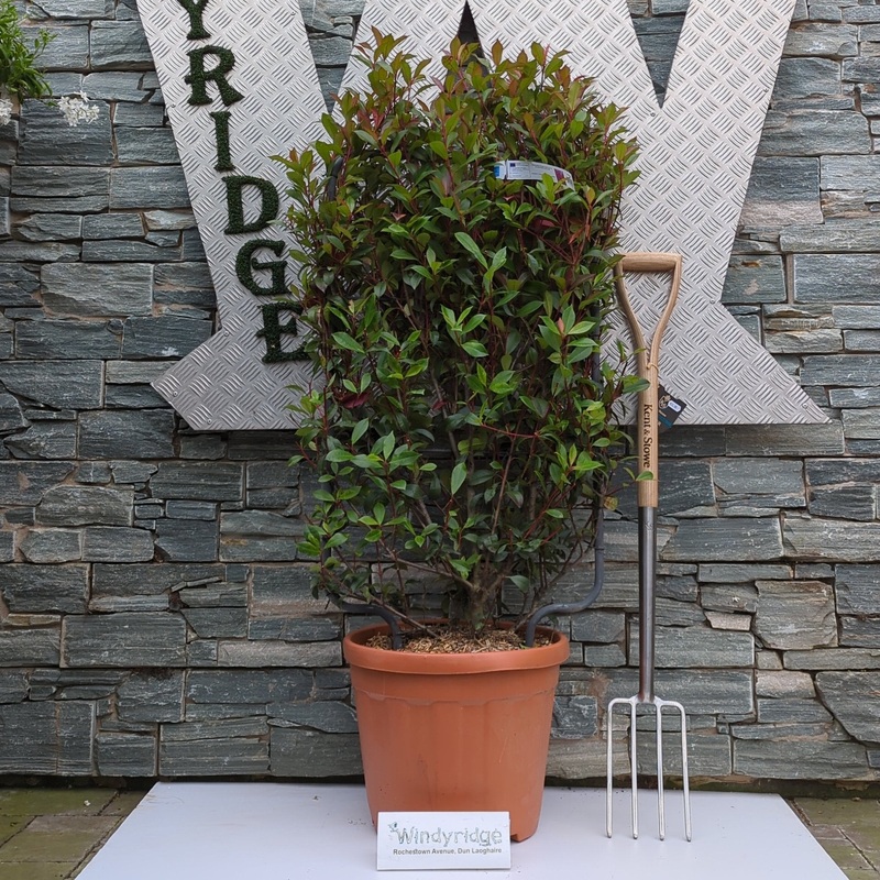 PHOTINIA SERR. RED ROBIN COMPATTA CLT 30      SPALLIERA IN METALLO 85 X 50 CM