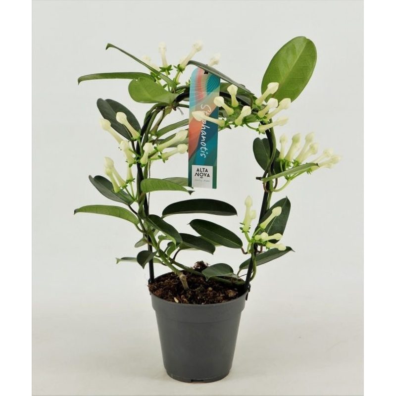 Stephanotis floribunda  P12hoop 5-6 flwr.