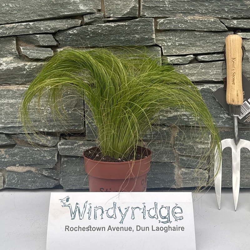 Stipa tenuissima Ponytails 12cm Pot