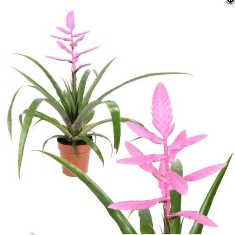 Tillandsia andreas  P12