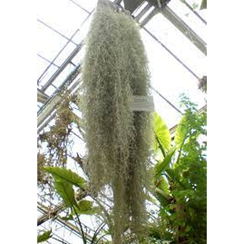 Tillandsia usneoides