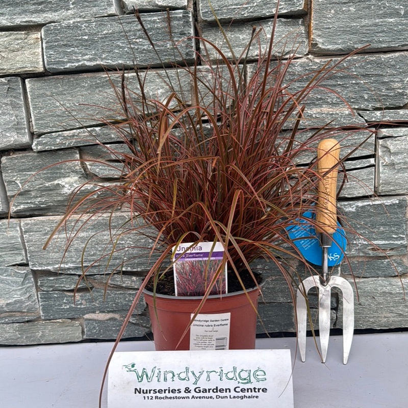 Uncina rubra Everflame  2ltr Pot