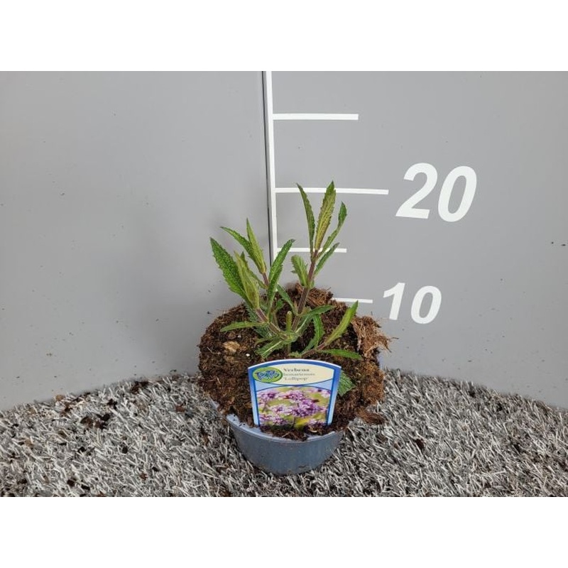 Verbena bonar. Lollipop  P13