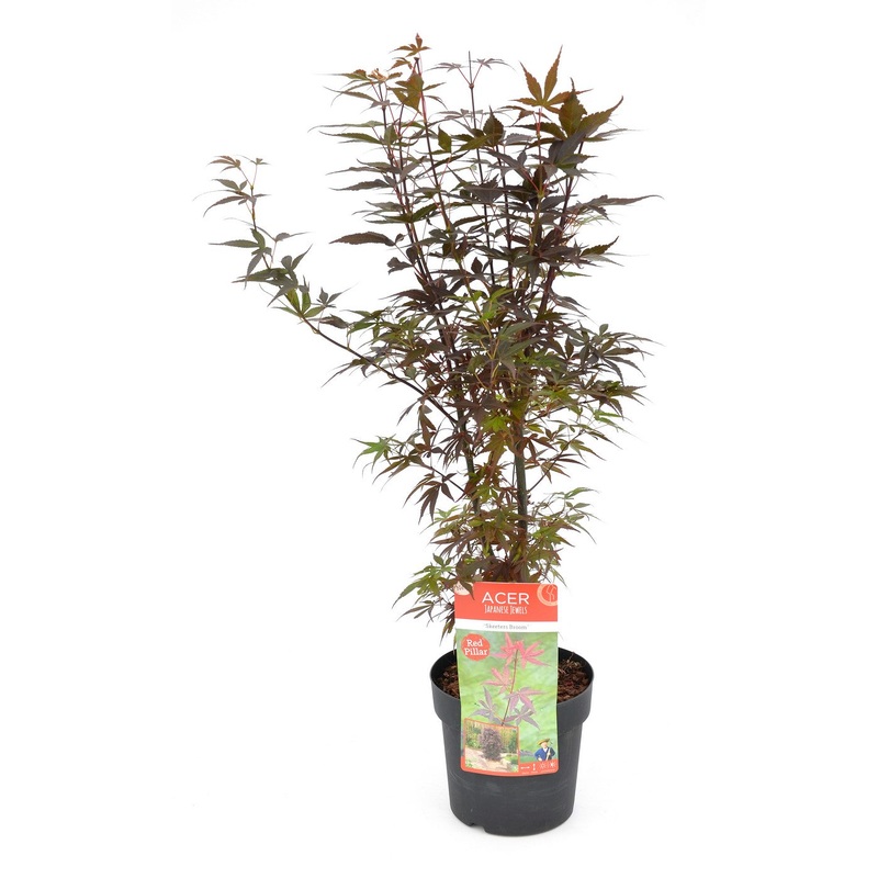 Acer palm. Skeeters Broom