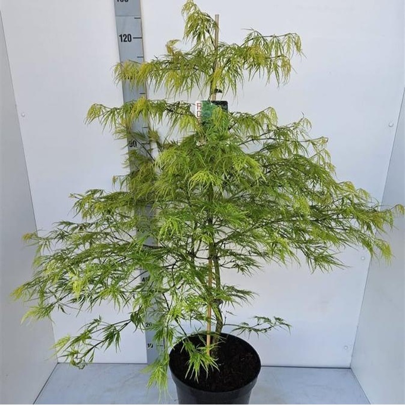 Acer palmatum Dissectum  60-80 CM C12