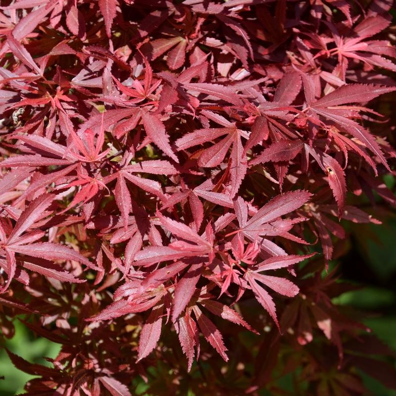Acer palmatum Shaina  90 CM STEM C6.5