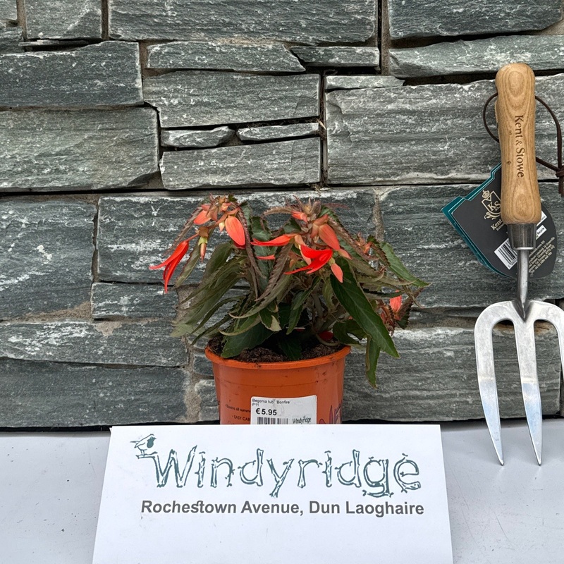 Begonia tub. Bonfire