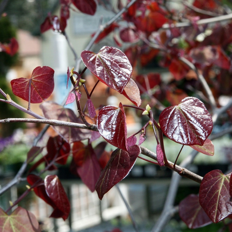 Cercis can. Forest Pansy