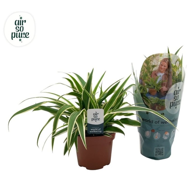 Chlorophytum com. Vittatum  P13 + label