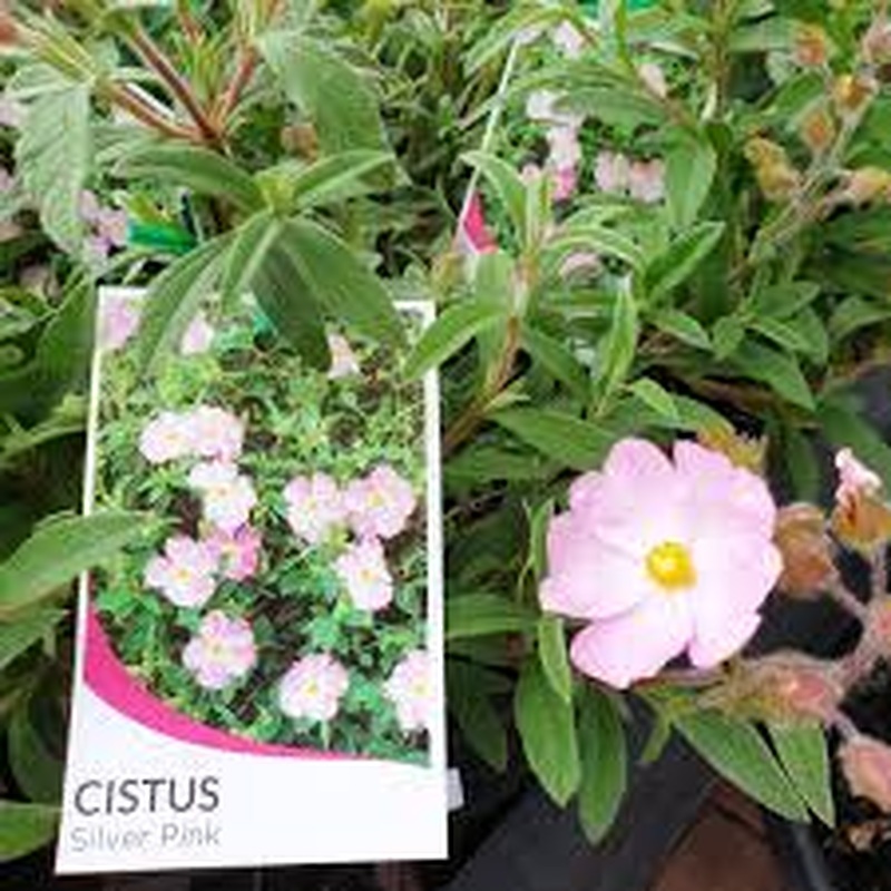Cistus Silver Pink