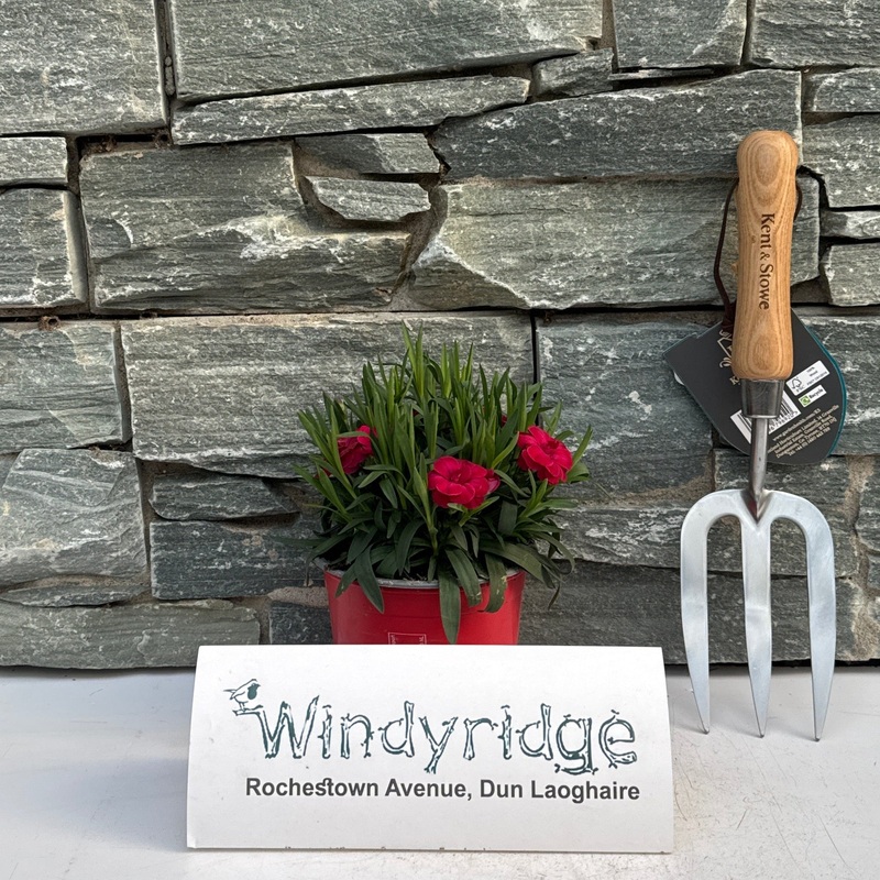 Dianthus car. Oscar Dark Red  P12