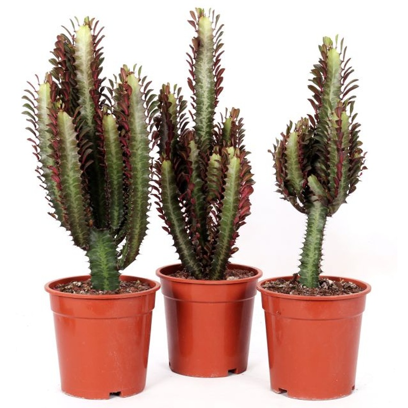 Euphorbia trigona Rubra  P17