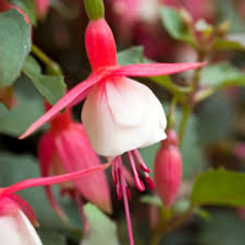 Fuchsia Alice Hoffman