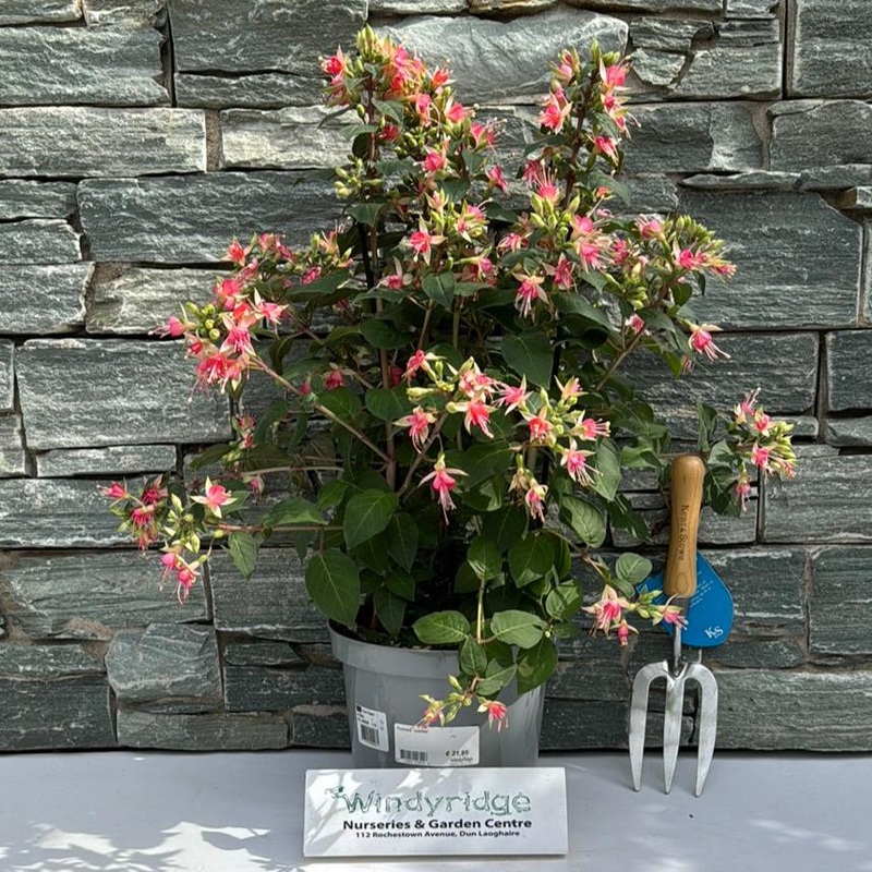 Fuchsia Jubilee