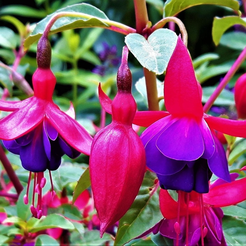 FUCHSIA Margaret