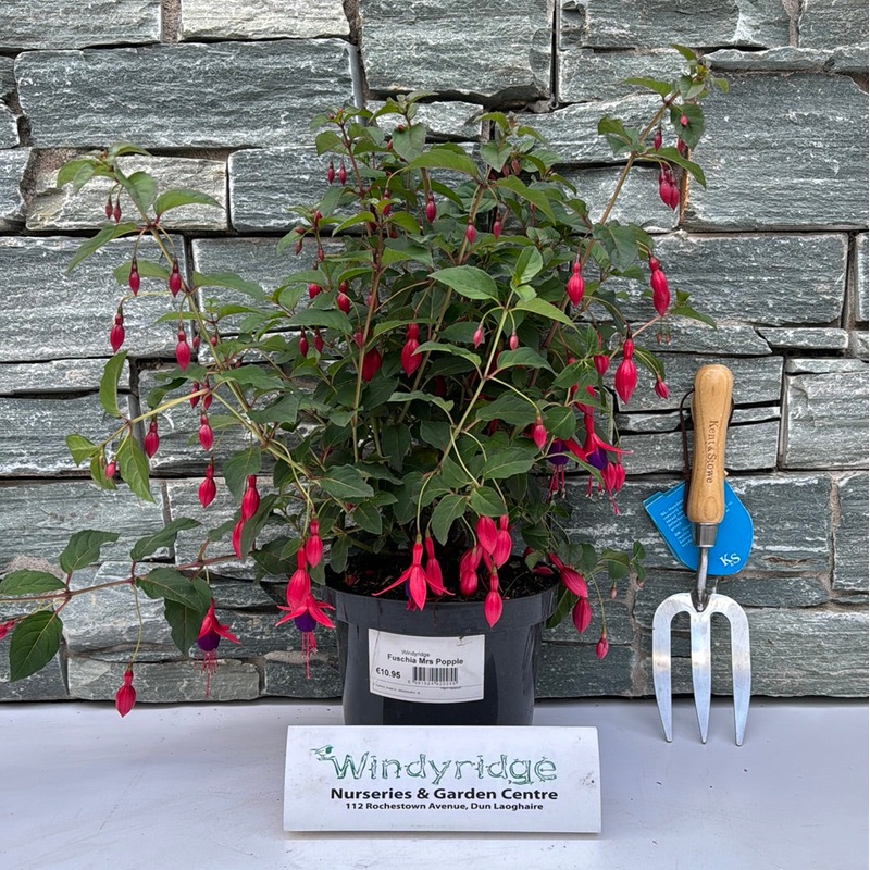Fuschia Mrs Popple 3ltr pots