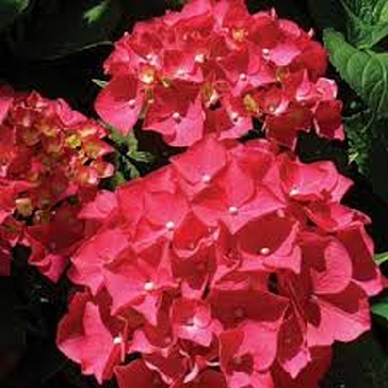 Hydrangea mac. Mophead Red