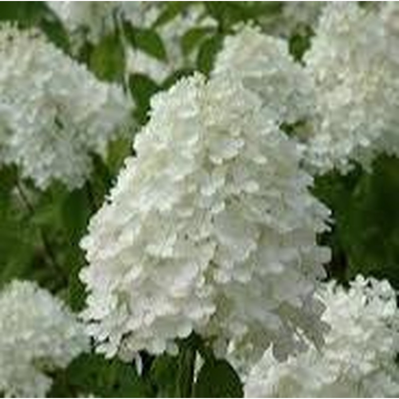 Hydrangea paniculata Sweet summer