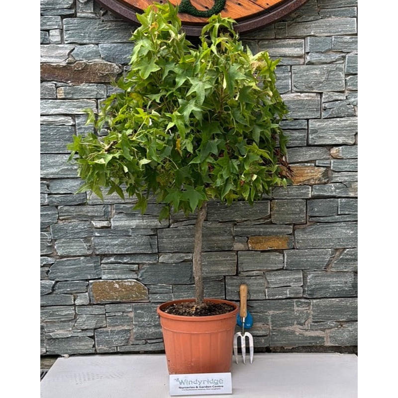 LIQUIDAMBAR STYR. GUM BALL CLT 15   1/4 STD