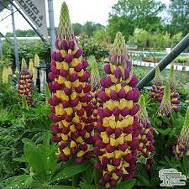 Lupin WC Manhattan Lights 5 Ltr