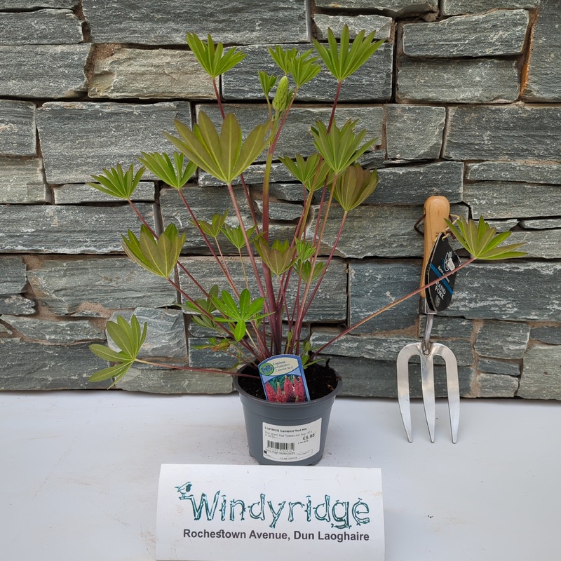 LUPINUS Camelot Red KR