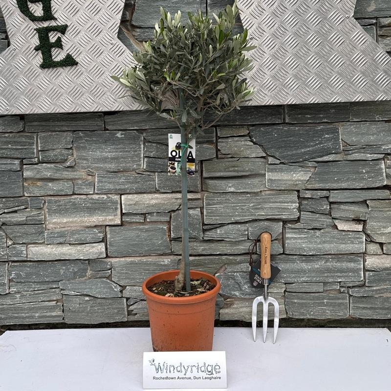 Olea europaea Olea Europaea Stem - 1241