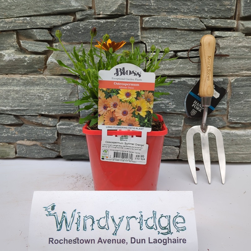 Osteospermum Summer Orange