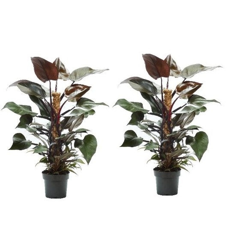 Philodendron New Red  P17 + mosspole