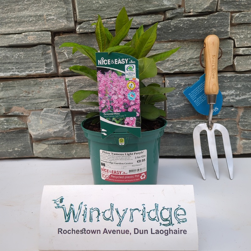 Phlox Famous Light Purple