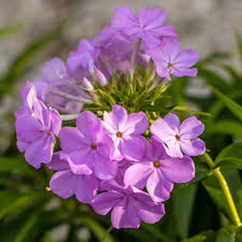 Phlox Rose Bouquet