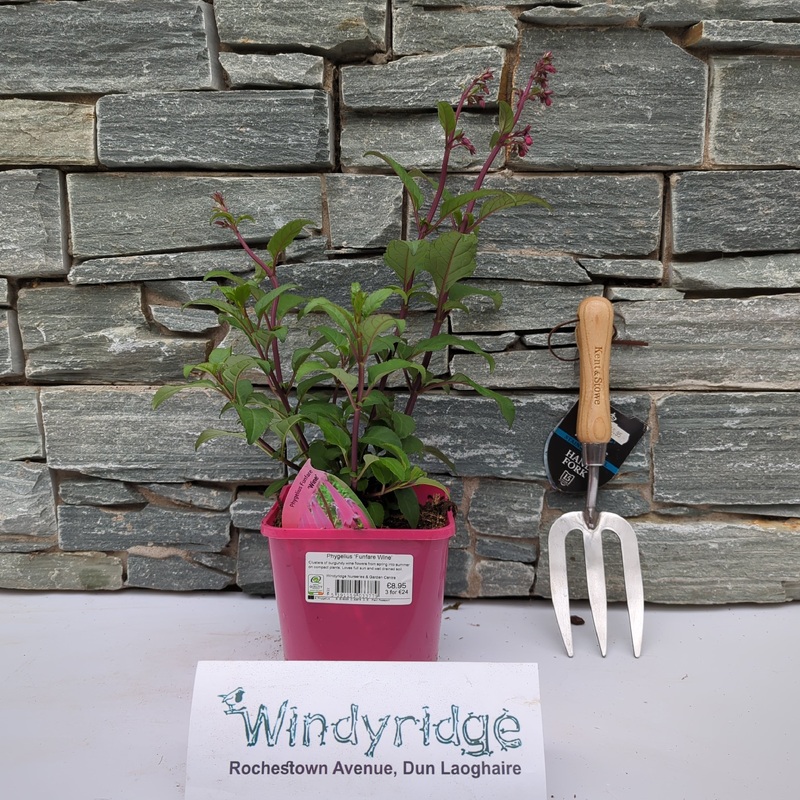 Phygelius Funfair Wine