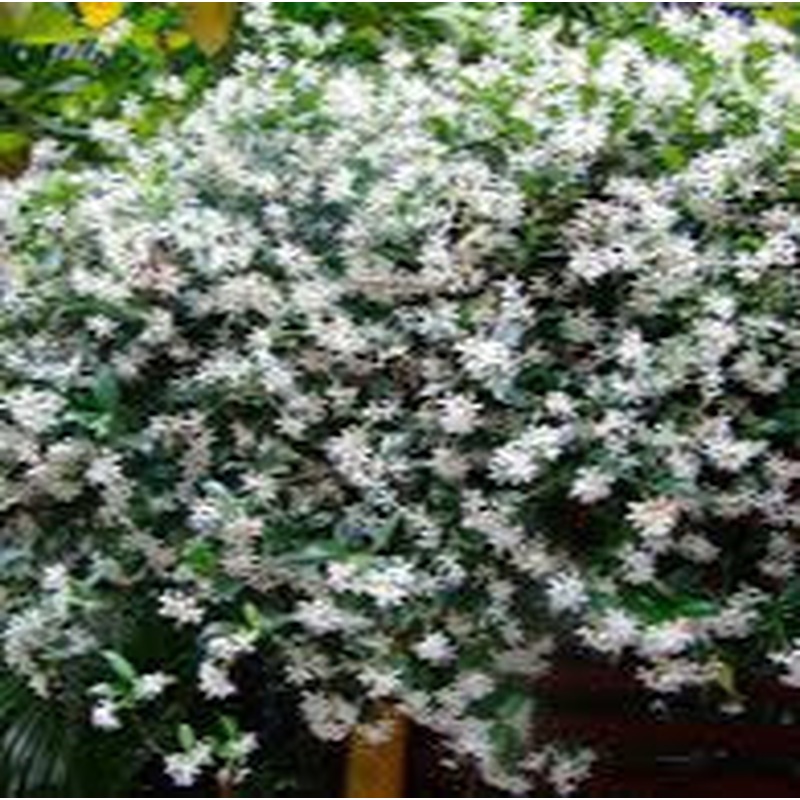 RHYNCOSPERMUM JASM. ROSE CLT 10 H 150 - 200 CM