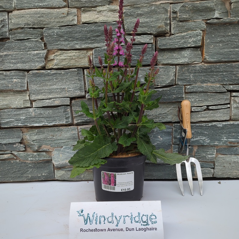 SALVIA nem. Katsjing