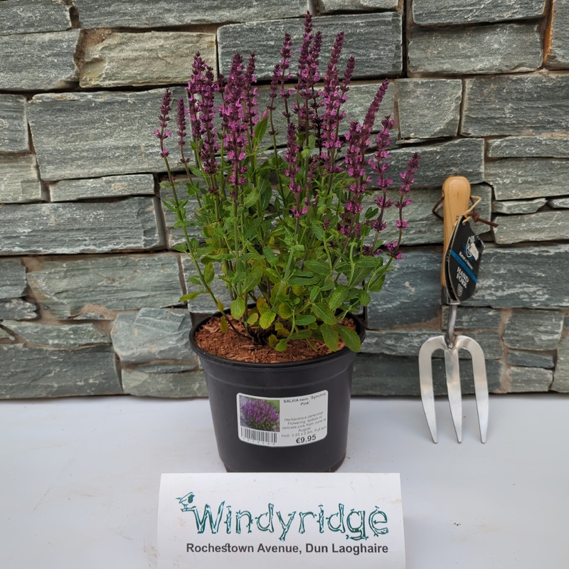 SALVIA nem. Synchro Pink