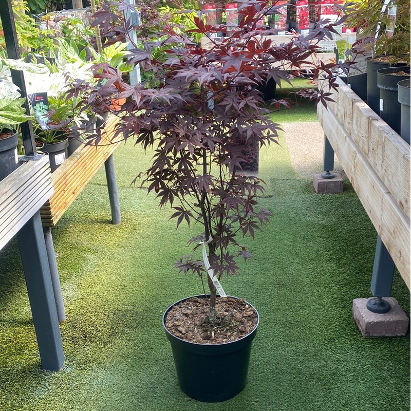 Acer pal. Bloodgood  80-100 CM