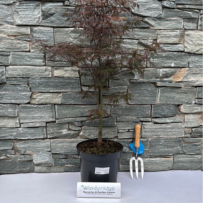 Acer palmatum Garnet  50-60 CM C7.5