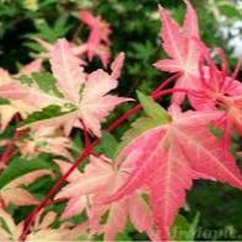 Acer palmatum Oridono-nishiki  100-125 CM C20