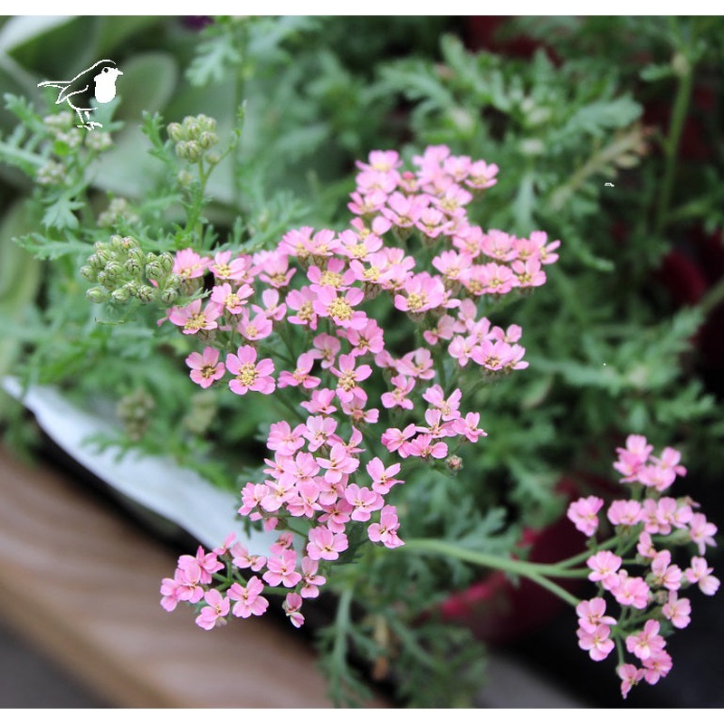 Achillea t. f. Pink Grapefruit